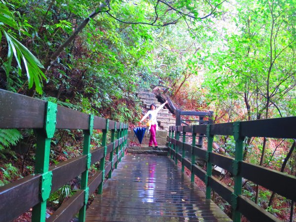 【台北內湖】走鯉魚山步道 賞碧山巖櫻花隧道1735233