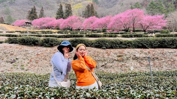 🌈2026.02.14+17武陵櫻花季✨FB：熊熊趴爬走🌈3004321