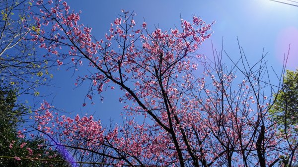 春天的顏色1279652