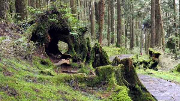 阿里山森遊區-祝山,對高岳步道2537069