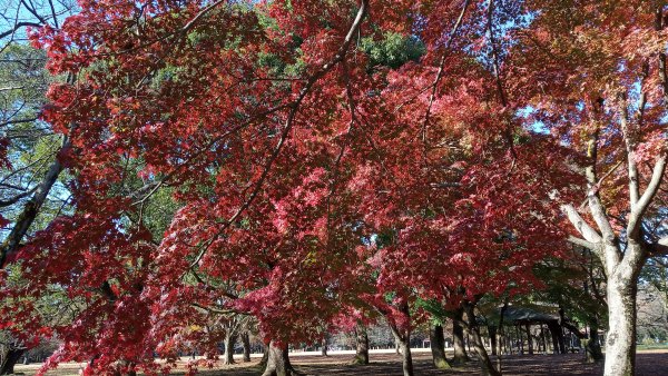 東京都澀谷區代々木公園761028