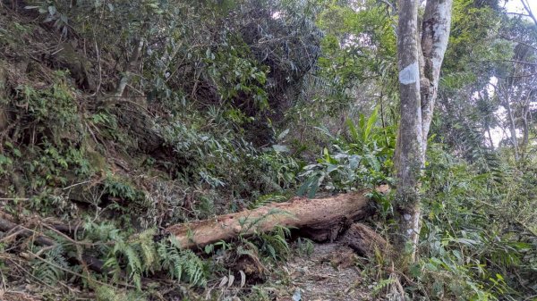 九份二山步道2861236