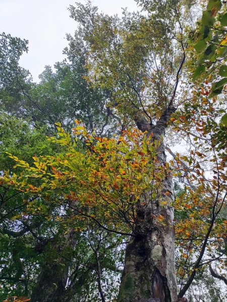 北得拉曼神木群連走內鳥嘴山2940209