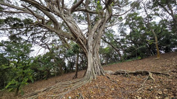 北部出發來去中部悠哉走個鐵砧山2993391