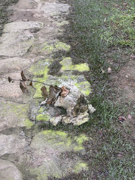 陽明山東西大縱走-東段2984526