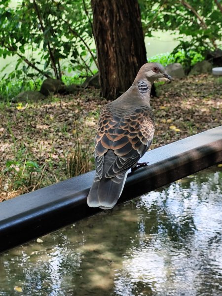 大安森林公園【走路趣尋寶】【臺北健走趣】2578225