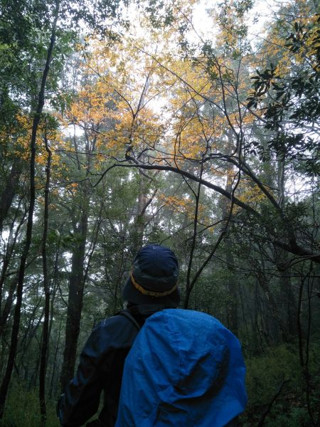 千年雄偉巨木 - 北得拉曼步道 內鳥嘴山