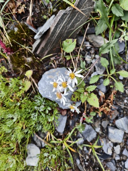 北一段(14/14)高山植物 2025_0906~132887645