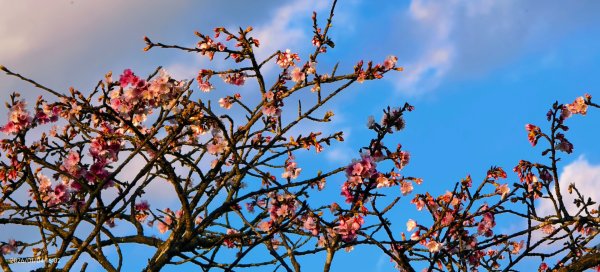 #花卉試驗中心 #永公路500巷 #平菁街42巷 #原住民公園 #士林官邸 1/42976580