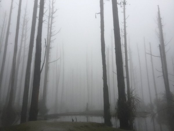 迷霧水漾森林447502