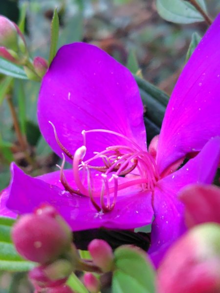 苗栗關刀山2975058