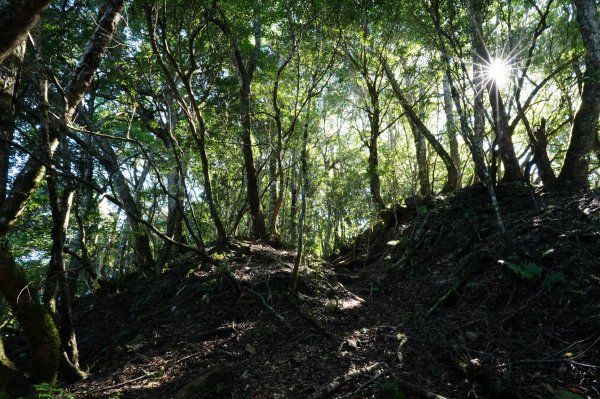 新竹 尖石 芝生毛臺山、虎禮山2903160