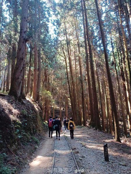 【嘉義阿里山鄉】遠離塵世走入山林芬多精。 特富野古道~自忠至特富野 (往返)2484540