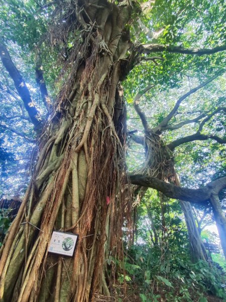 微笑山線之烘爐地土地公段2849185