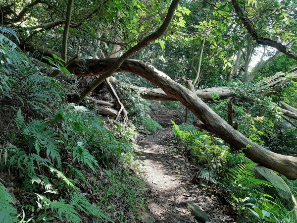 觀音山尋寶 牛寮埔+北橫古道1047775