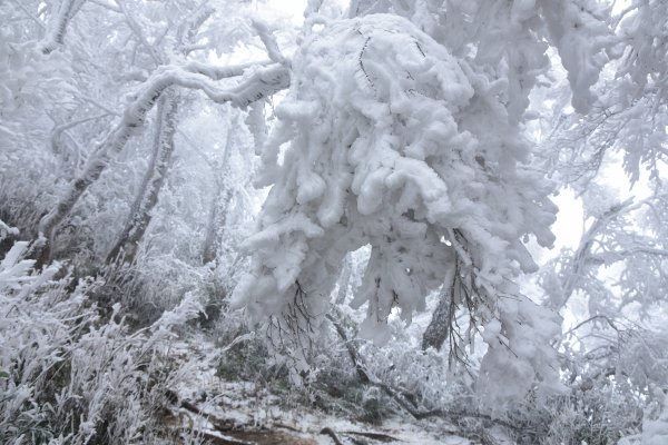  2021 D0101 純色北插1225507