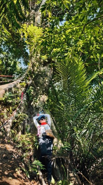 東勢大崙、東勢坑山、觀音湖山O走2986285