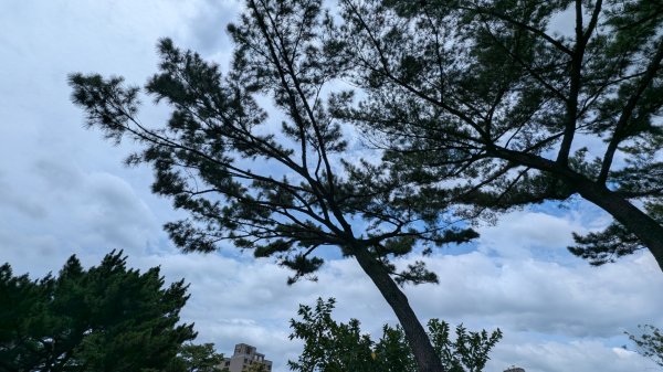 20250629大湳森林公園好所在2823575