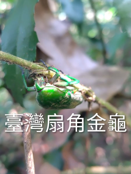 唐麻丹山 蝴蝶谷2918897