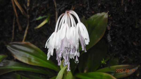 #望洋山 #太平山觀雲步道 #霧淞 #雲海 #帝雉 3/172737649