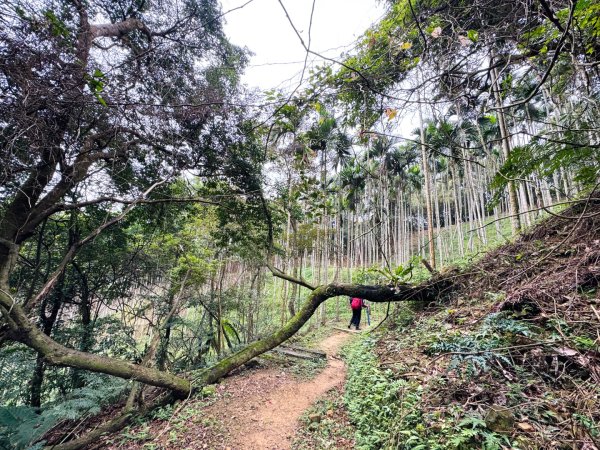 紫微聖母環山步道走六寮崙山與西南峰2989124