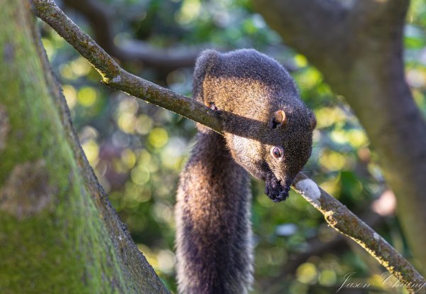 [台北]大崙頭山、碧山巖、忠勇山2746234