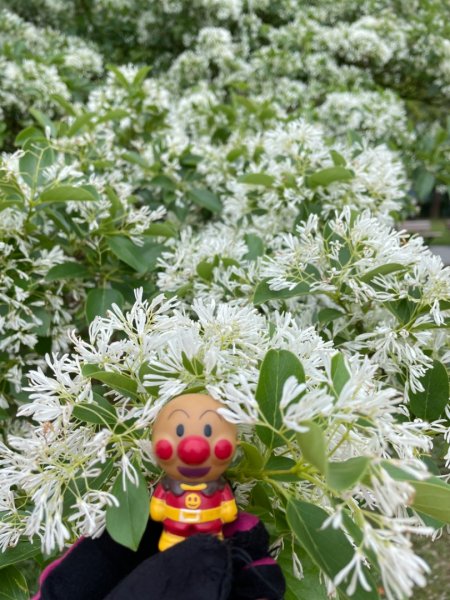 如夢似幻的四月雪-龍潭石管局-流蘇花盛開中2748609