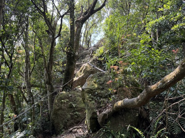 [微笑山線_第八段] 2026_0411 二格山系_筆架山北峰3035136