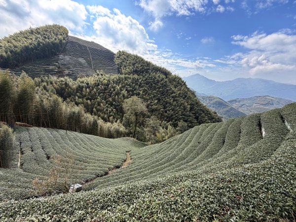 溪頭四秀+羊彎四秀20260118