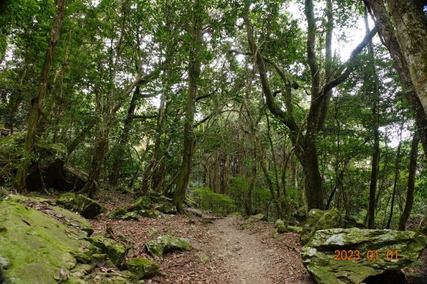 苗栗 南庄 加里山1979967