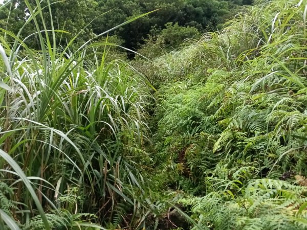 瑞芳區找尋半屏大瀑布未果2880961