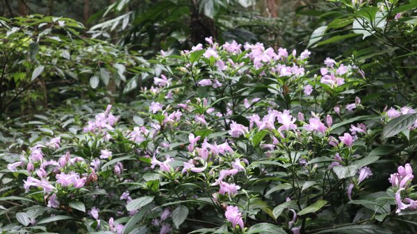 獵貍尖步道連走烏塗溪步道登山健行趣(淡蘭南路TK3-6&TK3-5&TK3-4)2404496