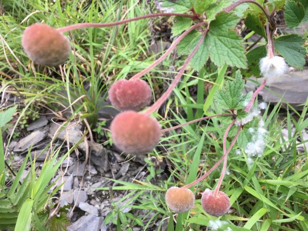 男子漢夢想成真之能高越嶺西段 奇萊南峰 南華山遊記383801