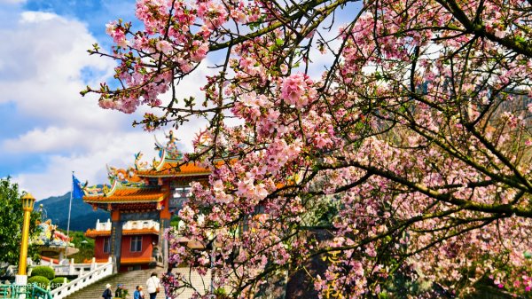 #綠繡眼 訪花 #吉野櫻 #天元宮 #楓樹湖 03162736685