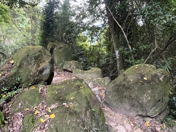 [微笑山線_第五段] 2025_0705 天上山系_南勢角山2830445