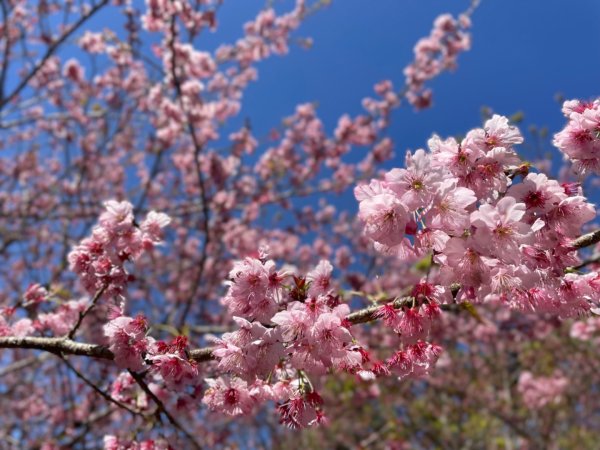 復興鄉悠然秘境櫻花🌸林野餐🧺2722981