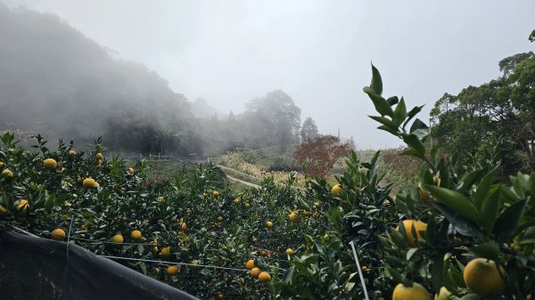 【馬年走馬山，馬到就成功！】🐴馬年馬路要走，馬那邦🏔️也要登！O繞11K，爬升900M，🥾腿在2977198