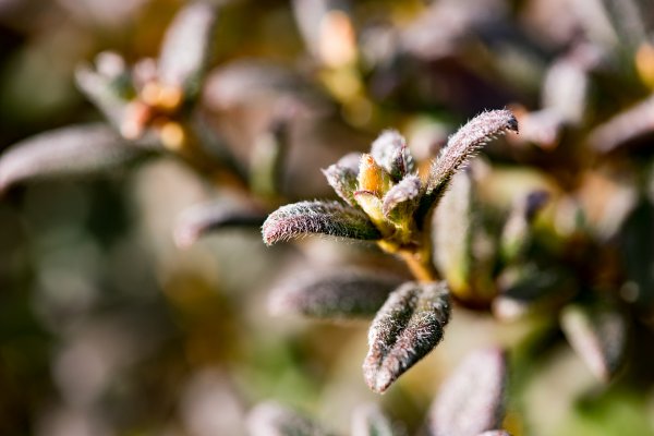 合歡北峰-圓柏的視野466852