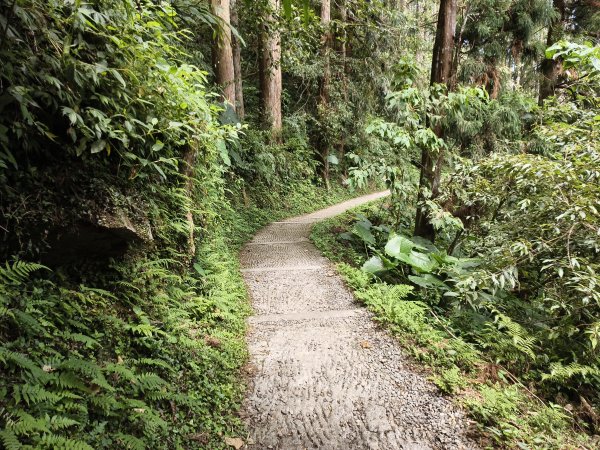 [百山百鳥尋旅-05/15] 2025_0830 溪頭賞鳥步道_觀景步道2875609