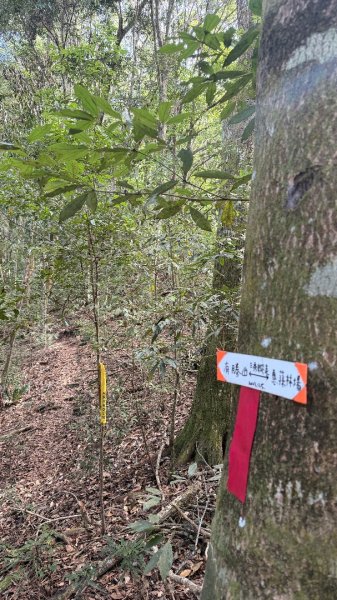 埔里六秀 《有勝山 2105m》2025 12/132961236