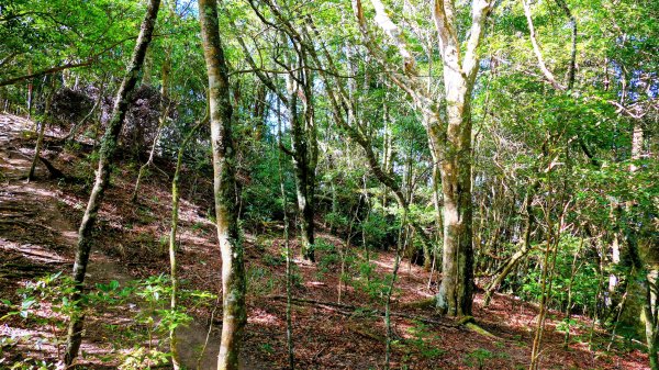 油羅山(一上三下)2959152