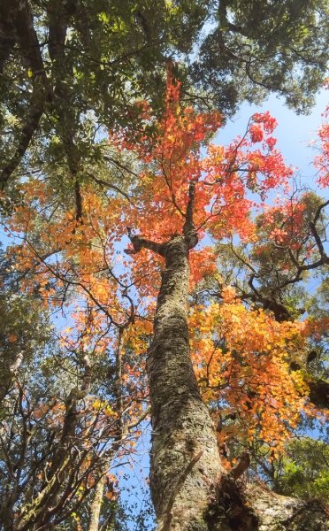 鳶嘴稍來步道賞楓季 ，大雪山門票優惠到12/31！2969583