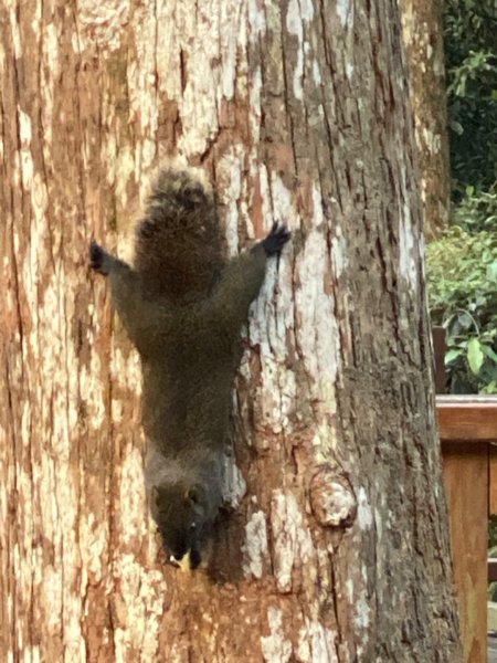 20191109貓仔們之溪頭森林步道探索757209