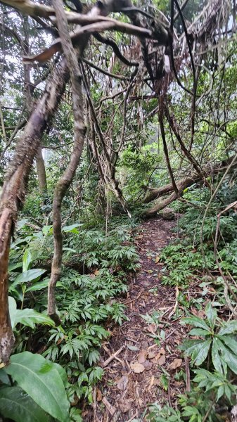 【登頂小百岳；見證九二一】解鎖第57座小百岳，編號047九份二山 🏔️2952080