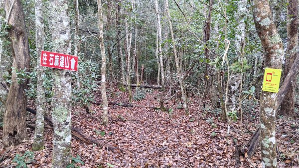 屯野生台山、石麻達山2993154