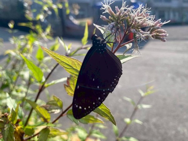 🌈3/7（六）茂林紫斑蝶×龍頭山小長城×多納部落✨FB：熊熊趴爬走🌈3011519