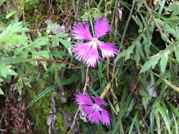 男子漢夢想成真之能高越嶺西段 奇萊南峰 南華山遊記383811