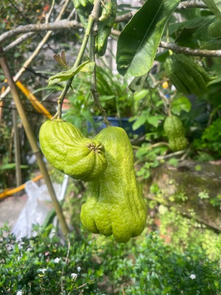 微笑山⛰️線-大棟-二格山-五分山-天上山-鳶山💎12條步道完成💙2853962
