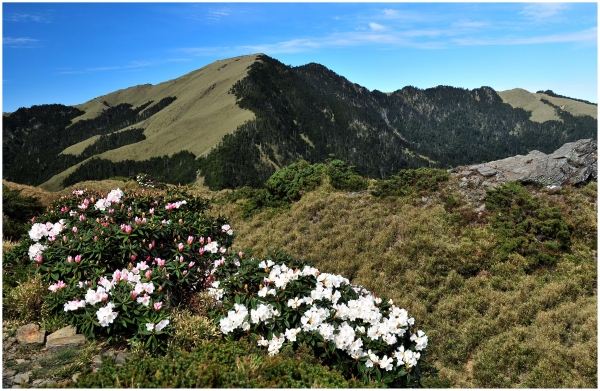 2016/05/09 石門山的高山杜鵑39568