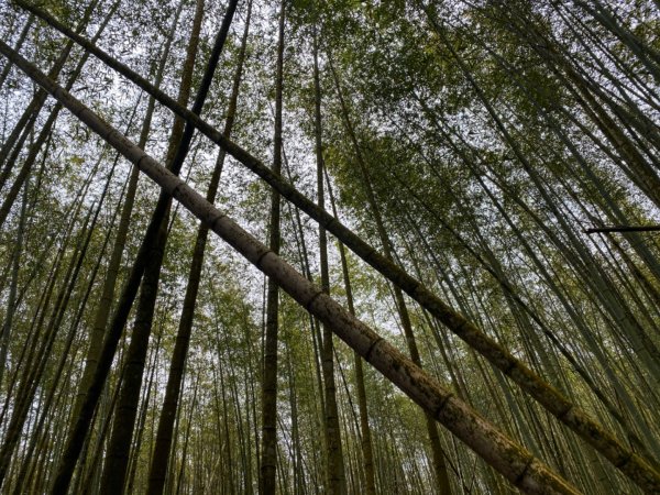 水社大山水晶蘭大爆發881613